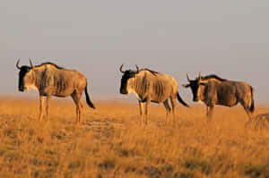 Wildebeest_ Trio_on_ Savannah Wallpaper