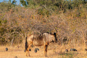 Wildebeestin Savanna Sunlight Wallpaper