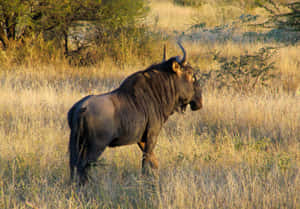 Wildebeestin Savanna Sunlight Wallpaper