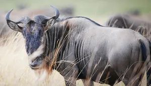 Wildebeestin Tall Grass Wallpaper