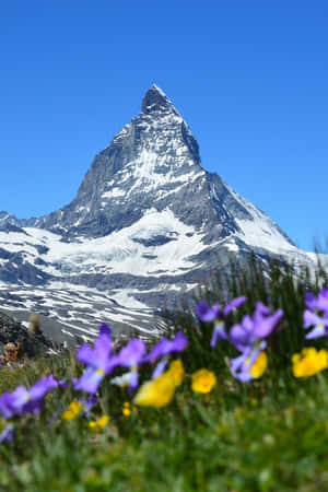 Wildflower At The Matterhorn Mountain Wallpaper
