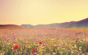 Wildflower Beauty In A Meadow Wallpaper