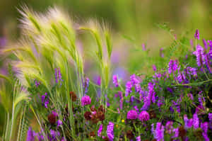 Wildflower_ Meadow_ Breeze.jpg Wallpaper