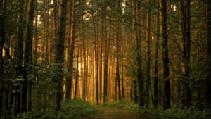 Wildflower Meadow In A Forest Setting Wallpaper