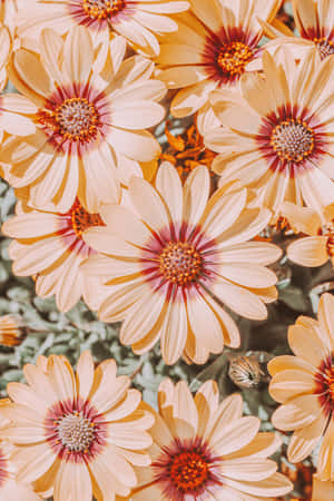 Wildflowers Orange Flowers Wallpaper