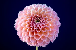 Wildflowers Pink Dahlia Flower Wallpaper