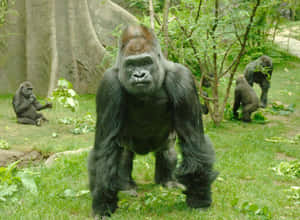 Wildlife Conservation 1000 X 732 Wallpaper Wallpaper