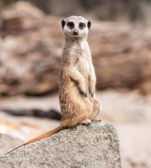 Wildlife Conservation Heroes Wallpaper