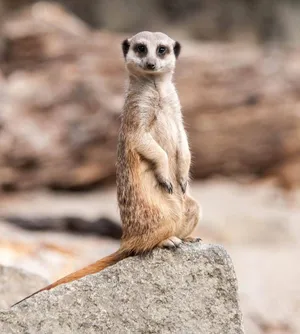 Wildlife Conservation Heroes Wallpaper