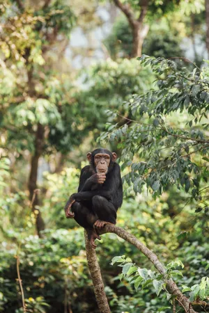 Wildlife Conservation In Action: A Lion Roaming Safely In Its Natural Habitat Wallpaper