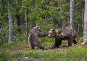 Wildlife Guardians - Protecting Our Endangered Species Wallpaper