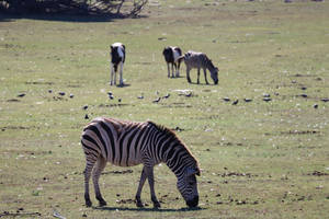 Wildlife In Croatia Wallpaper