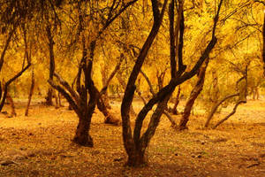 Willow Trees Fall Desktop Wallpaper