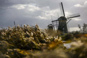 Windmills Among Reeds Lelystad Wallpaper