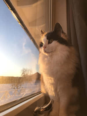 Window Cute Cat Pfp Wallpaper