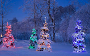 Windows Winter Christmas Trees Wallpaper