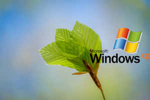 Windows Xp Logo Wallpaper