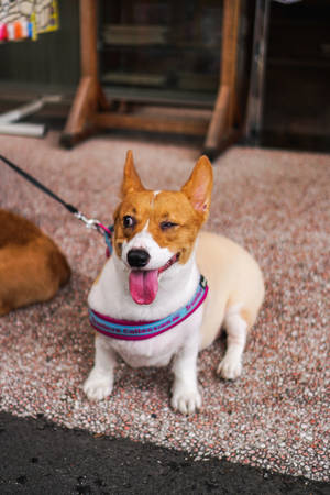 Winking Corgi On Pebble Floor Wallpaper