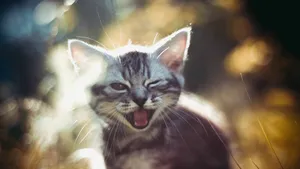 Winking Kitten Smile Wallpaper
