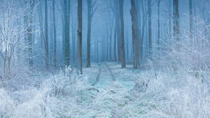 Winter Aesthetic Forest Trail Wallpaper