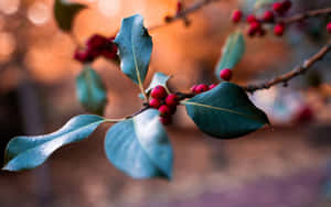 Winter Berries - A Vibrant Pop Of Color On A Snowy Backdrop Wallpaper