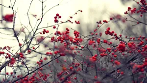 Winter Berries On A Snowy Branch Wallpaper