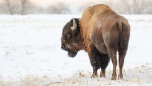 Winter_ Bison_ Standing_in_ Snow Wallpaper