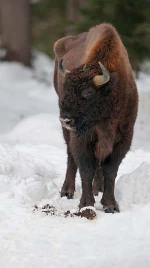 Winter_ Bison_ Standing_in_ Snow.jpg Wallpaper