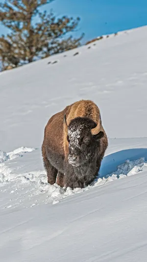 Winter Bison Trudging Through Snow.jpg Wallpaper