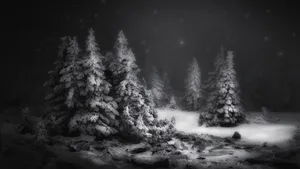Winter Black Forest Laptop Wallpaper