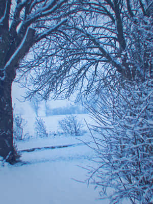 Winter Branches Snowscape.jpg Wallpaper