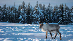 Winter Caribouin Snowy Forest Wallpaper