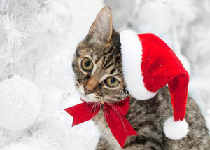 Winter Christmas Cat Wallpaper