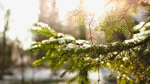 Winter Christmas Morning Snow Wallpaper