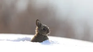 Winter Cottontail Rabbit Snow Wallpaper