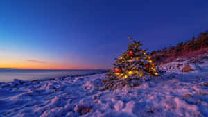 Winter Evening Christmas Treebythe Sea Wallpaper