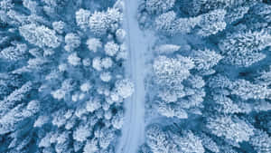 Winter_ Forest_ Aerial_ View.jpg Wallpaper