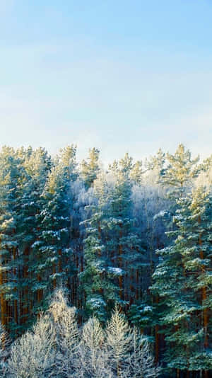 Winter_ Forest_ Frost_ Glow.jpg Wallpaper