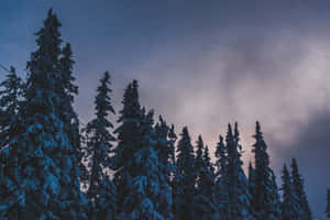 Winter Forest With Ultraviolet Effects Wallpaper