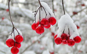 Winter Fruits Collection On Display Wallpaper