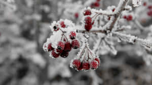 Winter Fruits In A Snowy Setting Wallpaper