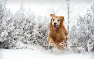 Winter Fun With Dog Wallpaper