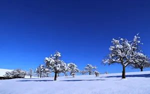 Winter Landscape With Pristine Snow And Leafless Trees Against A Blue Sky Wallpaper