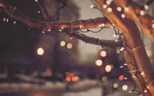 Winter Night Lightson Tree Wallpaper
