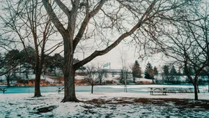 Winter Park Scene Kitchener Wallpaper
