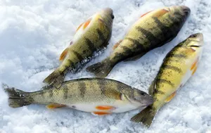 Winter Perch Catch Snow Wallpaper