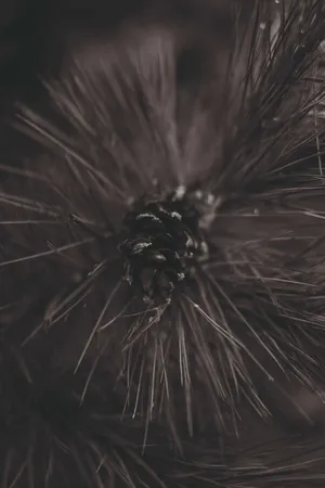 Winter Phone Pinecone Close Up Wallpaper