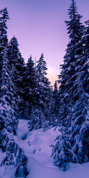 Winter_ Pine_ Forest_ Sunset.jpg Wallpaper