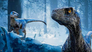 Winter_ Raptors_ Desktop_ Background Wallpaper