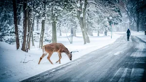 Winter Scene Deer Wallpaper